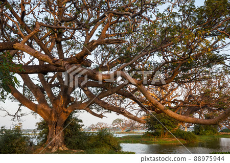 Trees on Sri Lanka 88975944
