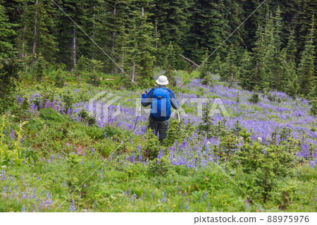Summer hike 88975976