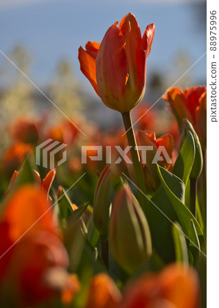 Tulips 88975996