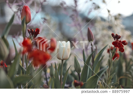 Tulips 88975997