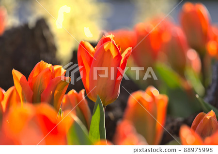 Tulips 88975998