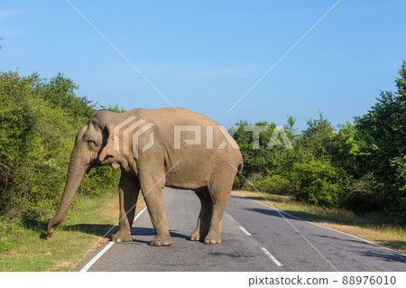 Elephant on road 88976010