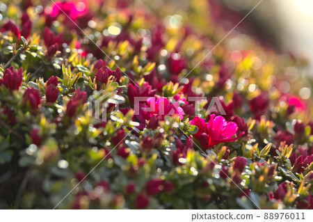 Flowers Flowers 88976011