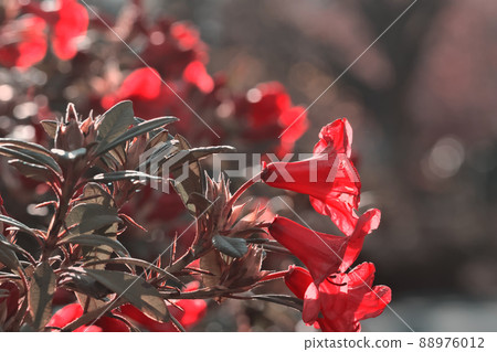 Flowers Flowers 88976012