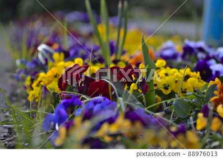 Flowers Flowers 88976013