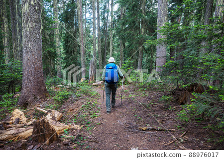 Hike in the forest Hike in the forest 88976017