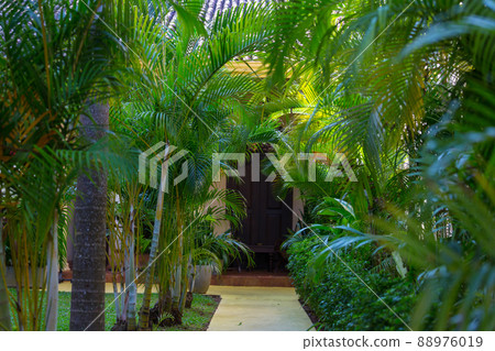 In garden 88976019
