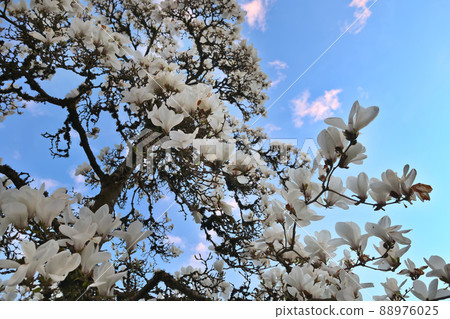 Magnolia Magnolia 88976025