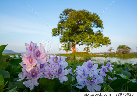 Meadow on Sri Lanka Meadow on Sri Lanka 88976026
