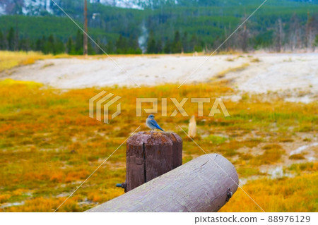 黃石國家公園的山藍鳥 88976129