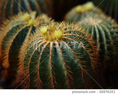 Mysterious cactus flower seen in the botanical garden Mysterious cactus flower seen in the botanical garden 88976201