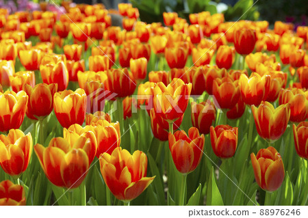 beautiful tulips in the flower garden beautiful tulips in the flower garden 88976246