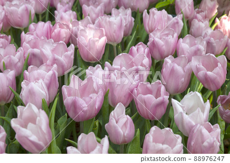 Fresh and beautiful tulips in the flower garden Fresh and beautiful tulips in the flower garden 88976247