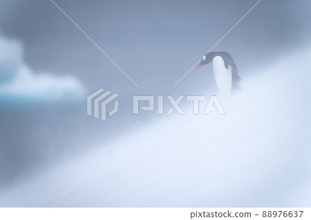 Gentoo penguin stands looking down snowy hillside 88976637