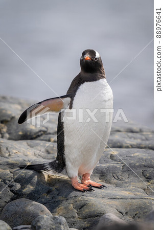 Gentoo penguin stands on rock extending flipper Gentoo penguin stands on rock extending flipper 88976641