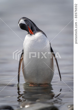 Gentoo penguin stands preening in rocky shallows Gentoo penguin stands preening in rocky shallows 88976692