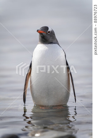 Gentoo penguin stands watching camera in shallows 88976723