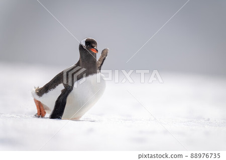 Gentoo penguin struggles across snow in sunshine Gentoo penguin struggles across snow in sunshine 88976735