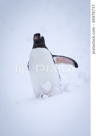 Gentoo penguin struggles down slope through snow 88976737