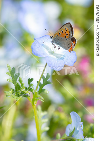 小銅和 Nemophila 88976993