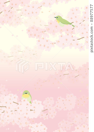 小櫻和兩隻白眼(豎) 小櫻和兩隻白眼(豎) 88977577