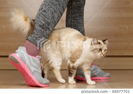 A beige cat stands next to woman legs in sports shoes 88977701