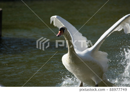 A flying swan A flying swan 88977749