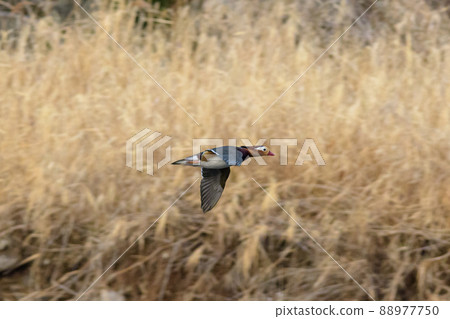 Flying mandarin duck Flying mandarin duck 88977750