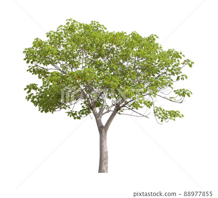 Tree isolated on white background, With Clipping path. 88977855