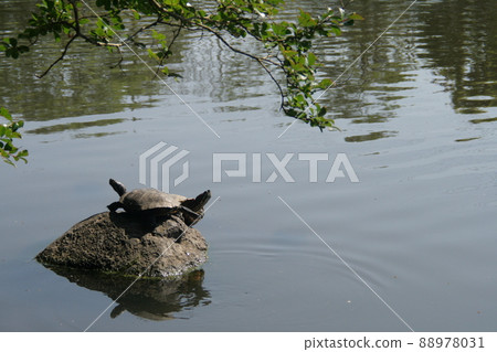 A turtle playing in the sun at Junsai Pond Park 88978031