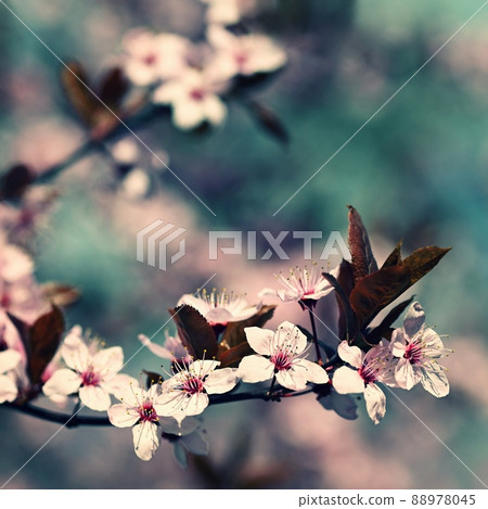 Spring background. Pink cherry blossoms on a tree under a blue sky. Beautiful Sakura flowers during spring time in the park. Spring background. Pink cherry blossoms on a tree under a blue sky. Beautiful Sakura flowers during spring time in the park. 88978045