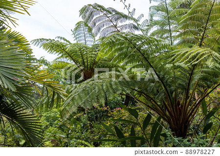 奄美大島亞熱帶植物Hikagehego原始森林 88978227