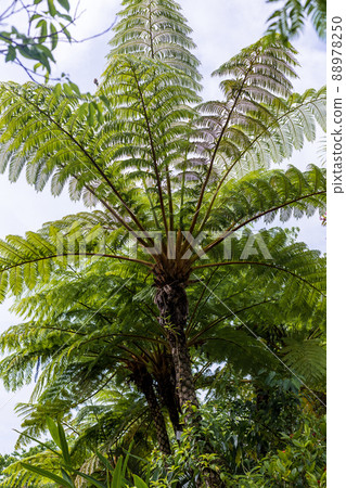 Amami Oshima subtropical plant Hikagehego virgin forest 88978250