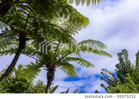 Amami Oshima subtropical plant Hikagehego virgin forest 88978252