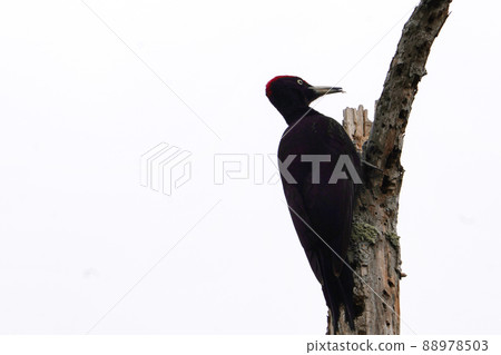 Black woodpecker looking for food in the spring forest Black woodpecker looking for food in the spring forest 88978503