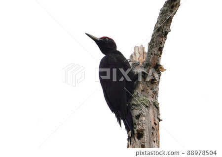 Black woodpecker watching the surroundings at the top of the tree Black woodpecker watching the surroundings at the top of the tree 88978504