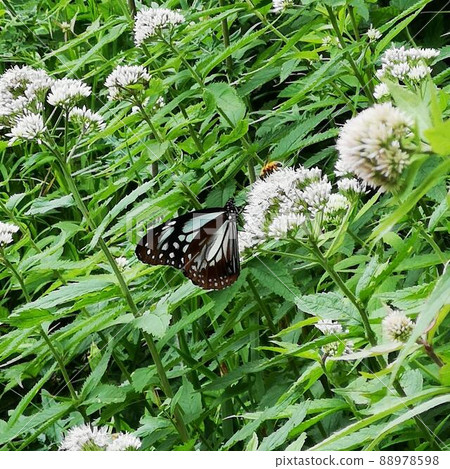 Eupatorium makinensis 板栗虎 88978598