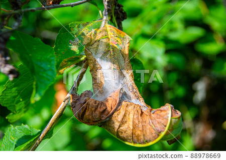 Bird cherry moth on green branches. Leaves withered, curled up and covered with cobwebs. Diseases of berry trees. Harmful insects deprive garden of harvest. 88978669