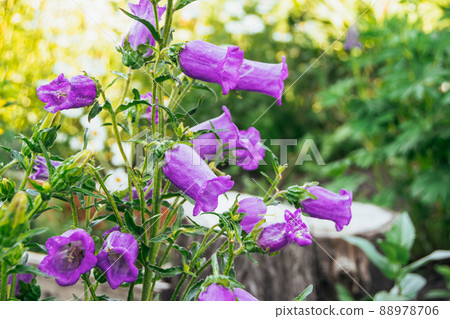 Purple Canterbury Bells bloom in summer garden. Growing flowers for bouquet in bed. Blue blooms against background of green leaves. Purple Canterbury Bells bloom in summer garden. Growing flowers for bouquet in bed. Blue blooms against background of green leaves. 88978706