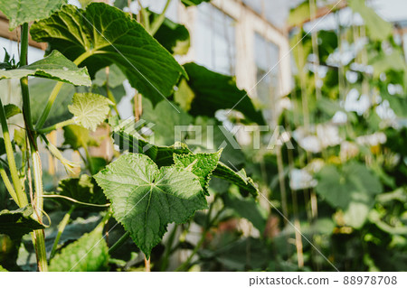 Young cucumber stems with green leaves curl on ropes. Rotation of vegetables in greenhouse, beginning of spring development of plants. Natural gardening without use of mechanisms 88978708