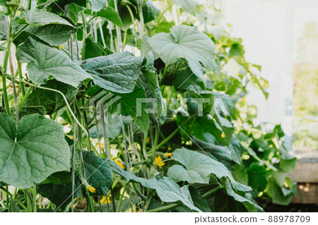 Growing cucumbers in greenhouse. Plant stems, green leaves curl up along ropes upwards. Spring gardening, harvest for healthy diet Growing cucumbers in greenhouse. Plant stems, green leaves curl up along ropes upwards. Spring gardening, harvest for healthy diet 88978709