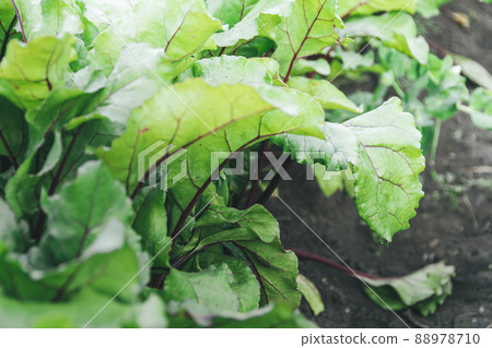 Green beet leaves with purple veins grow on bed. Preparation of harvest in garden. Spring stage of plant development. Ingredient for vegetarian salad Green beet leaves with purple veins grow on bed. Preparation of harvest in garden. Spring stage of plant development. Ingredient for vegetarian salad 88978710