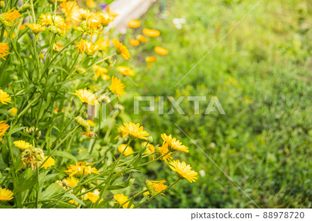 Yellow calendula in summer garden, background of green grass and leaves. Medicinal plants for preparation of infusion from petals. Spring flower bed Yellow calendula in summer garden, background of green grass and leaves. Medicinal plants for preparation of infusion from petals. Spring flower bed 88978720