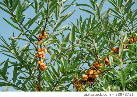 Branch of sea buckthorn with orange berries against background of blue sky. Harvesting autumn harvest in forest. Ingredient for vitamin juice. This oil is used in medicine and cosmetology Branch of sea buckthorn with orange berries against background of blue sky. Harvesting autumn harvest in forest. Ingredient for vitamin juice. This oil is used in medicine and cosmetology 88978731