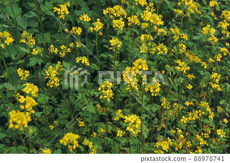 Yellow rapes flowers on sunny summer day. Green leaves and systems for harvesting for animal feed. Ingredient for rapeseed oil. Growing Brassica napus, spring gardening. Fuel for biodiesel. 88978741