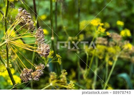 Umbrellas of dill inflorescence on vegetable bed. Cultivation of spices in summer garden. Ingredient for vitamin salad. Medical properties of Anethum seeds Umbrellas of dill inflorescence on vegetable bed. Cultivation of spices in summer garden. Ingredient for vitamin salad. Medical properties of Anethum seeds 88978743