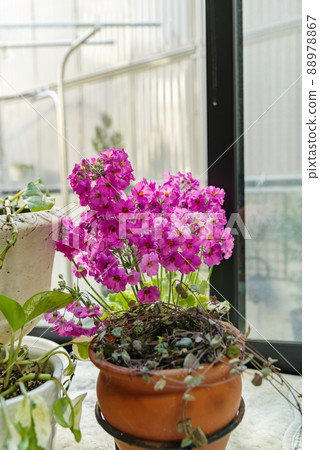 Primula 88978867