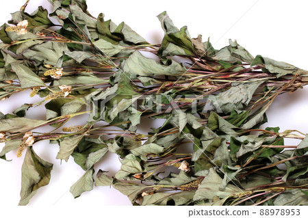 Dried Houttuynia cordata leaves 88978953