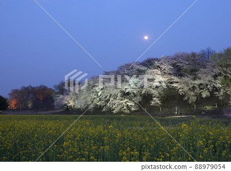 The moon floating on the illuminated cherry blossoms at night The moon floating on the illuminated cherry blossoms at night 88979054
