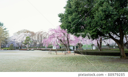 Kajo Park Benishidarezakura Spring Morning Yamagata Prefecture 88979285
